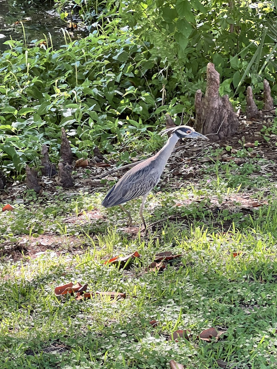 Yellow-crowned Night Heron - John Pierce