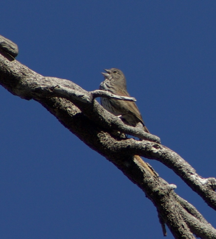 Fox Sparrow - Caitlin Eldridge