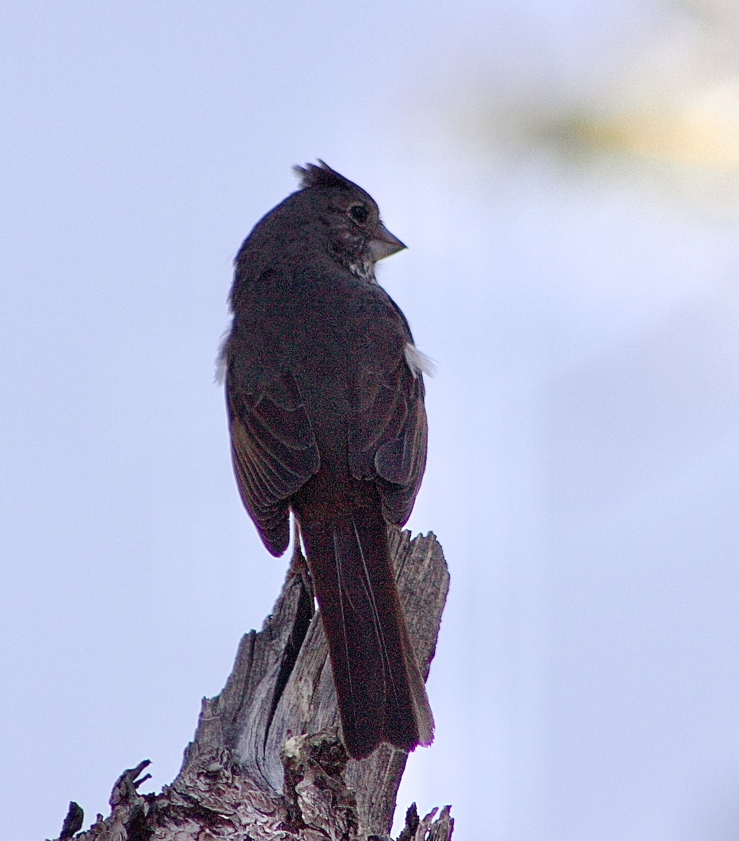 Fox Sparrow - Caitlin Eldridge