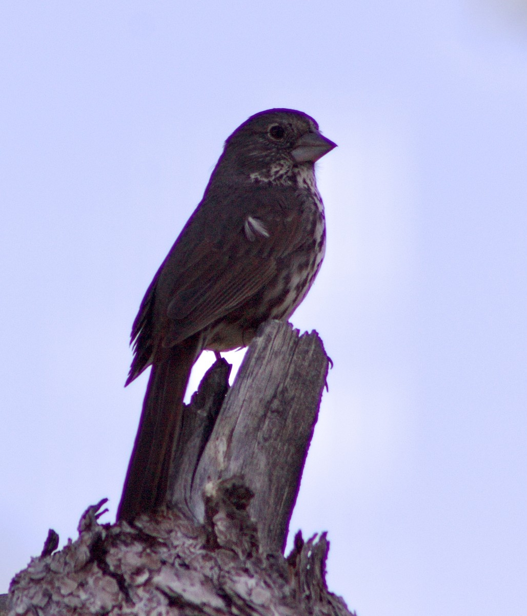 Fox Sparrow - Caitlin Eldridge