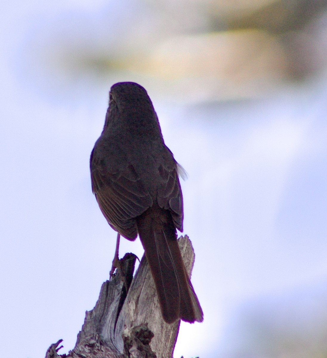 Fox Sparrow - Caitlin Eldridge