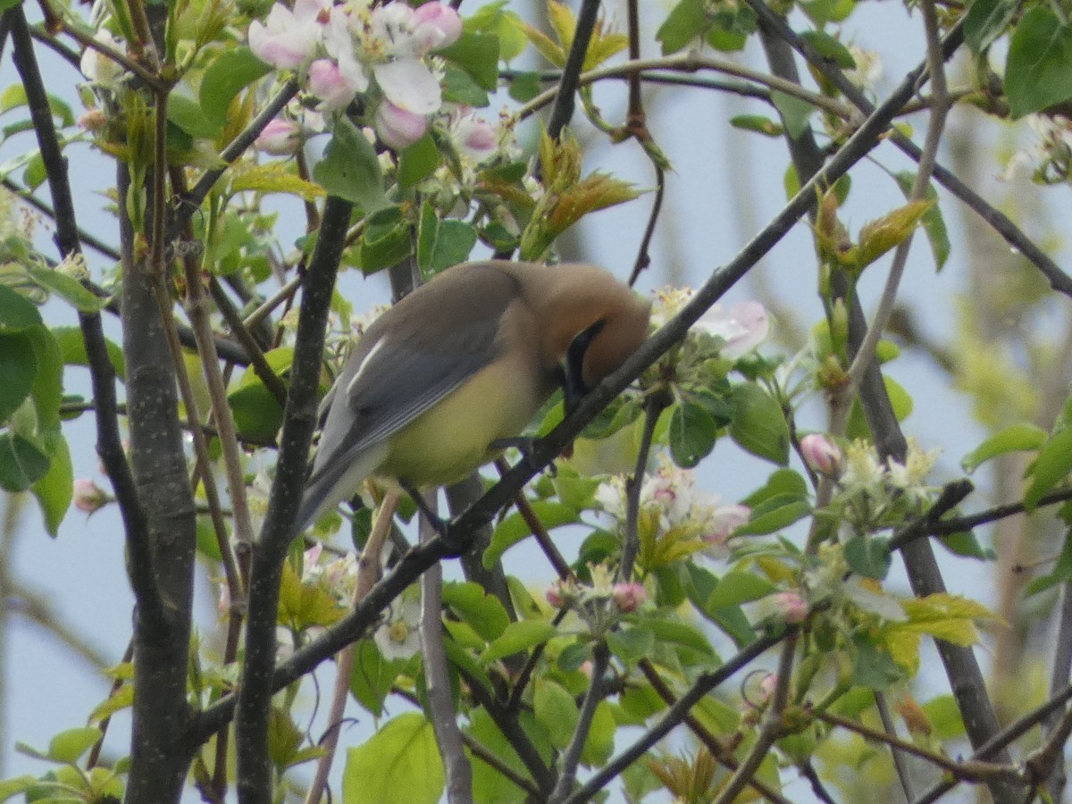 Cedar Waxwing - ML619259447