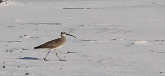 Whimbrel - Bruce  Purdy