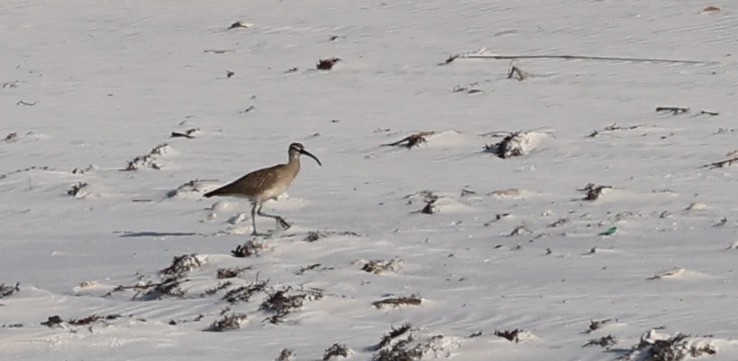 Whimbrel - Bruce  Purdy