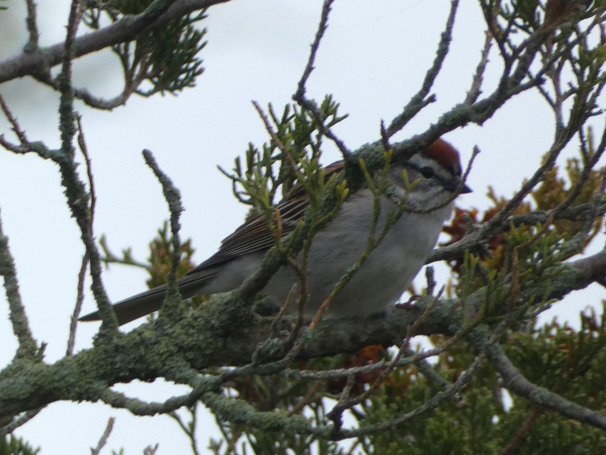 Chipping Sparrow - ML619259458