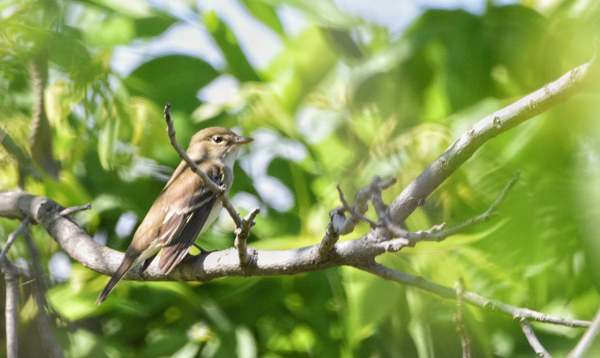 Alder Flycatcher - ML619259459