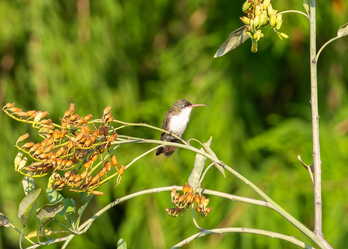 Violet-crowned Hummingbird - Patrick Van Thull