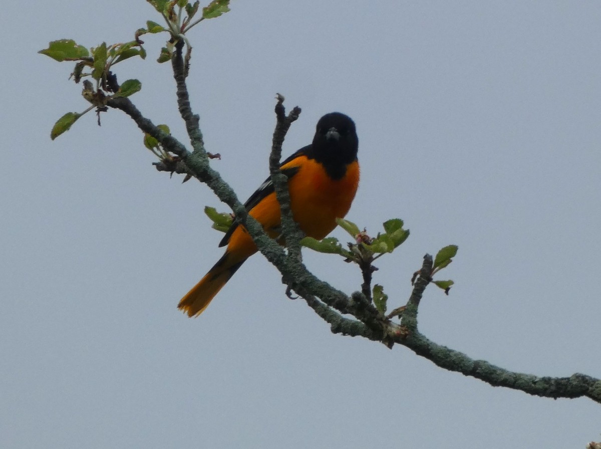 Oriole de Baltimore - ML619259476