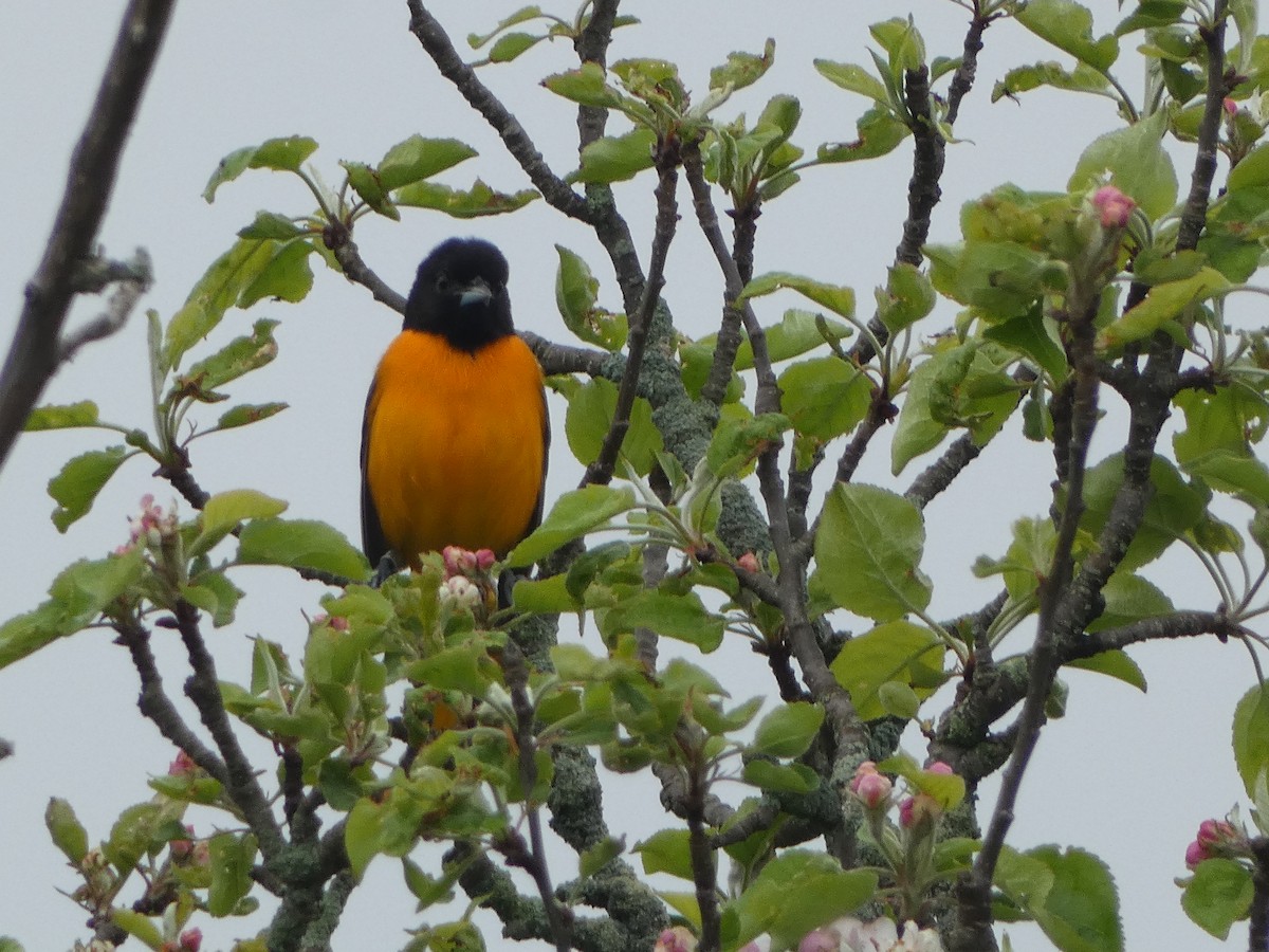 Oriole de Baltimore - ML619259477