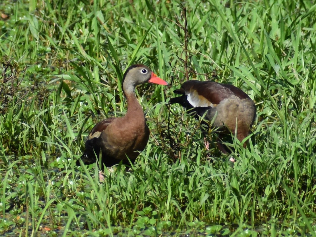 Black-bellied Whistling-Duck - Andres Martinez D