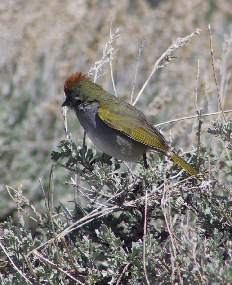 Green-tailed Towhee - Caitlin Eldridge