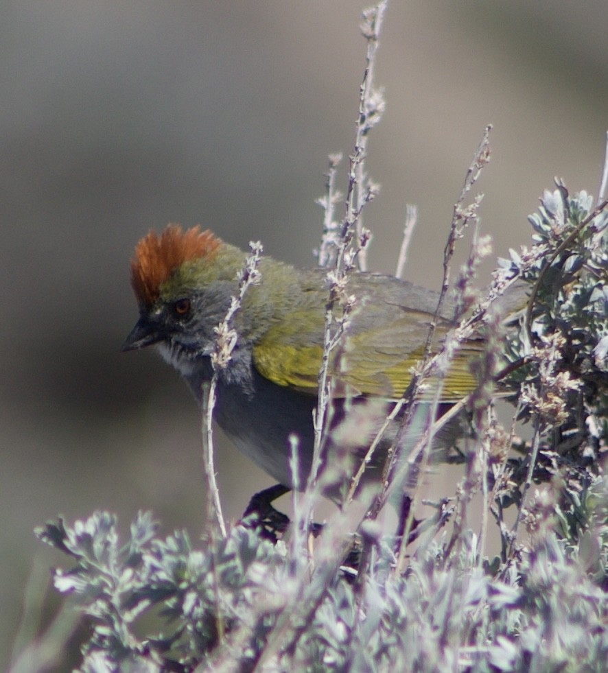 Green-tailed Towhee - Caitlin Eldridge