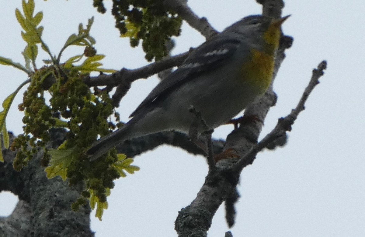 Northern Parula - ML619259517