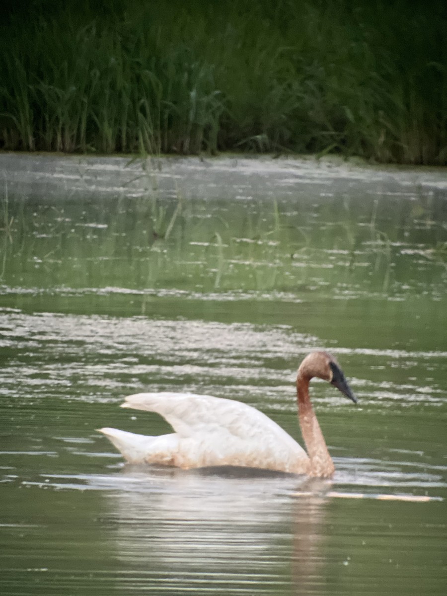 Trumpeter Swan - David Drews