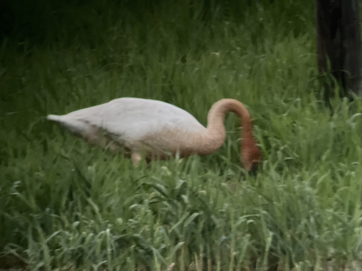 Trumpeter Swan - David Drews