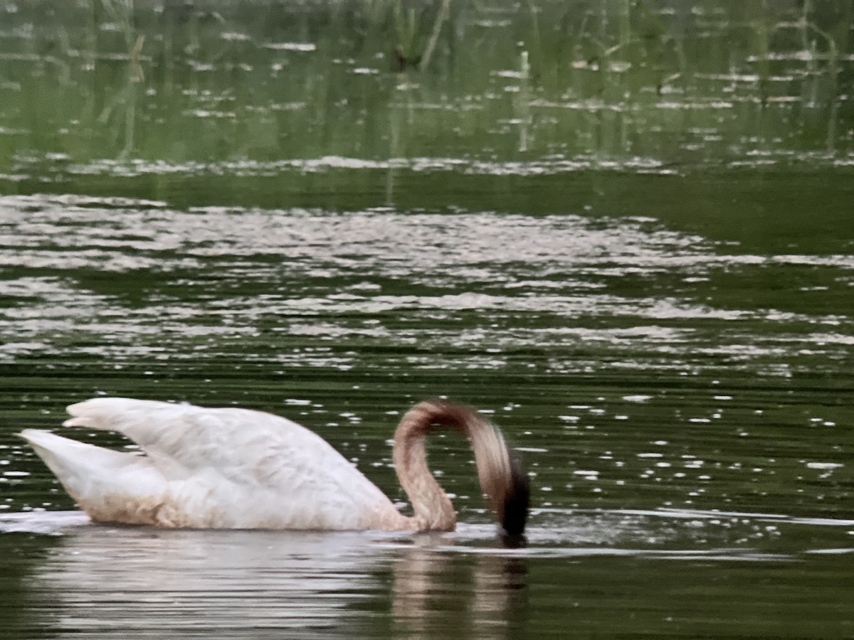 Trumpeter Swan - ML619259534