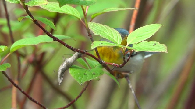 Northern Parula - ML619259537