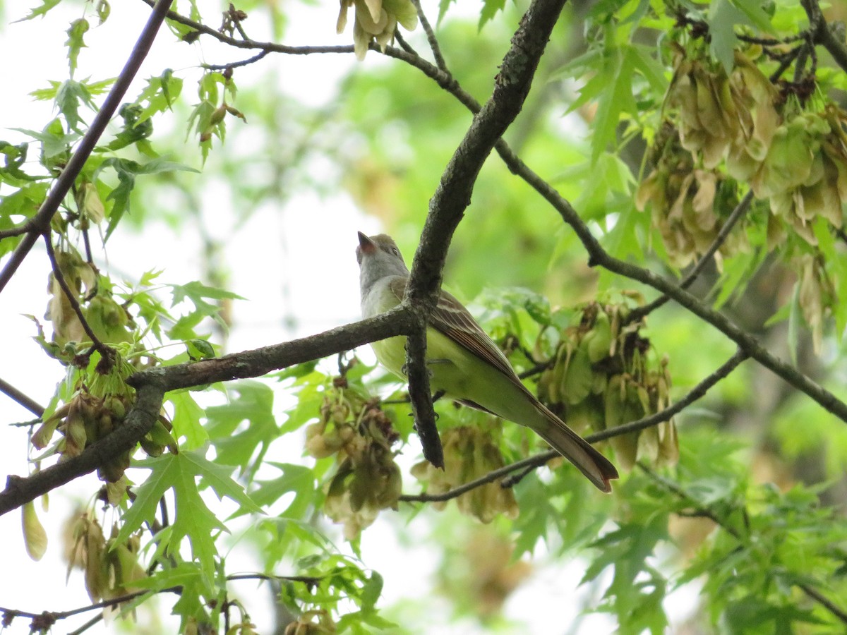 Great Crested Flycatcher - Allan Burrage