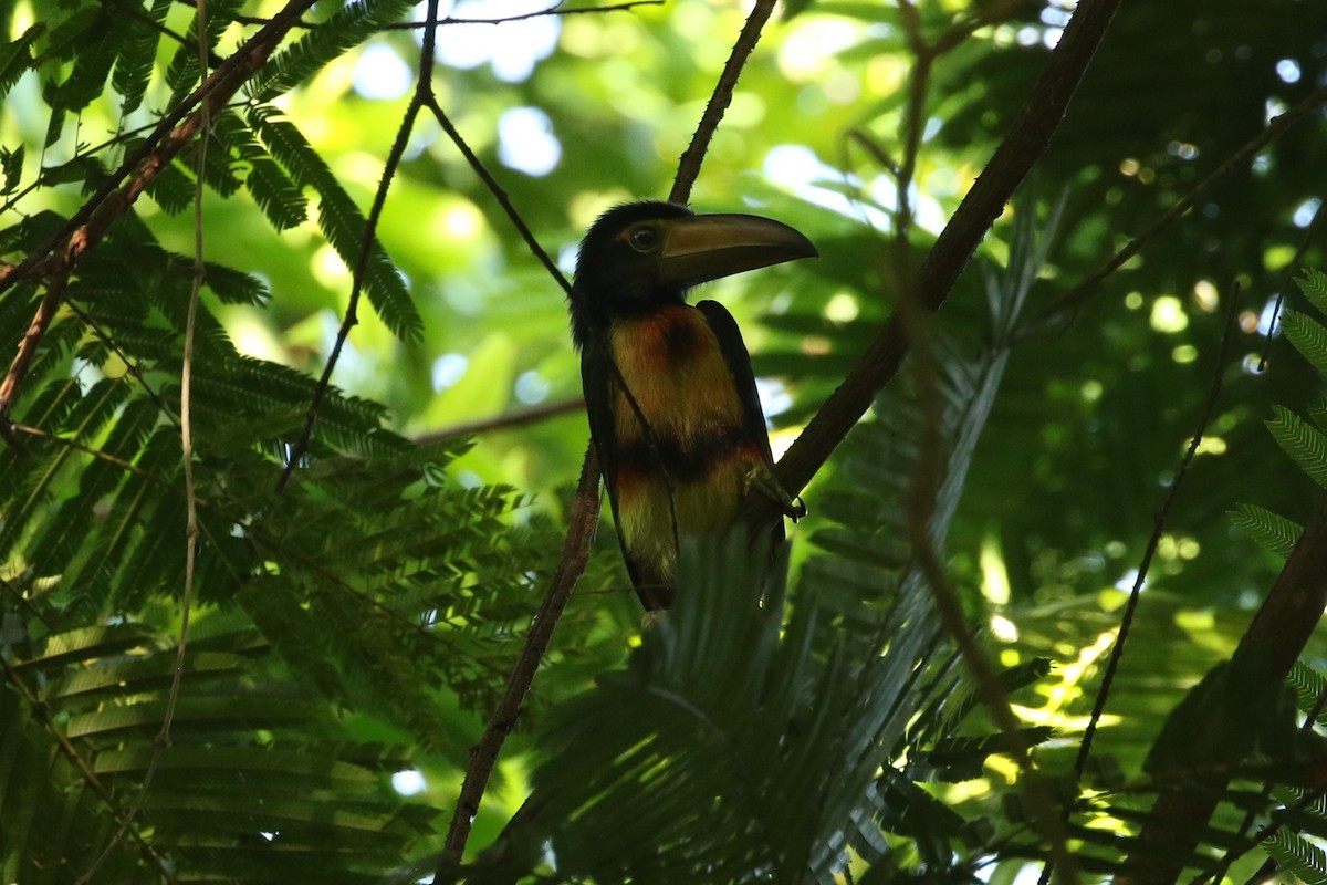 Collared Aracari - John and Milena Beer