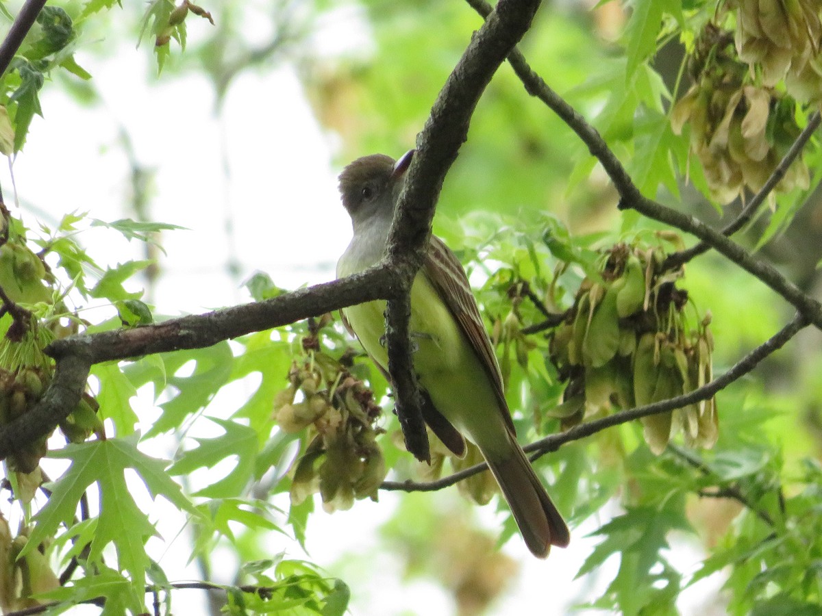 Great Crested Flycatcher - Allan Burrage