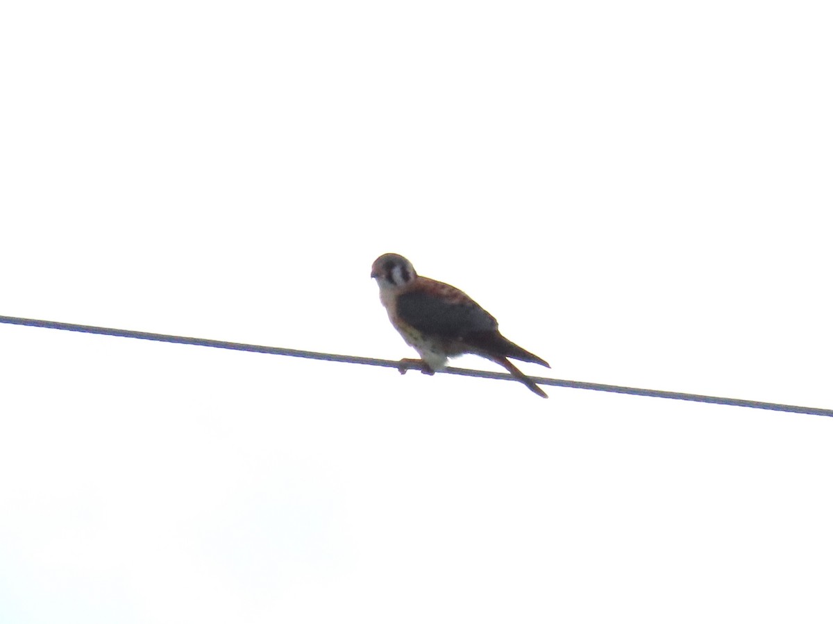 American Kestrel - ML619259541