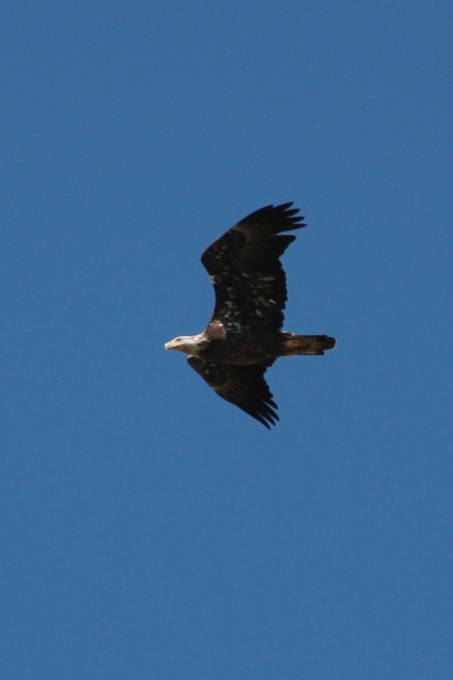 Bald Eagle - Kerri Kipp