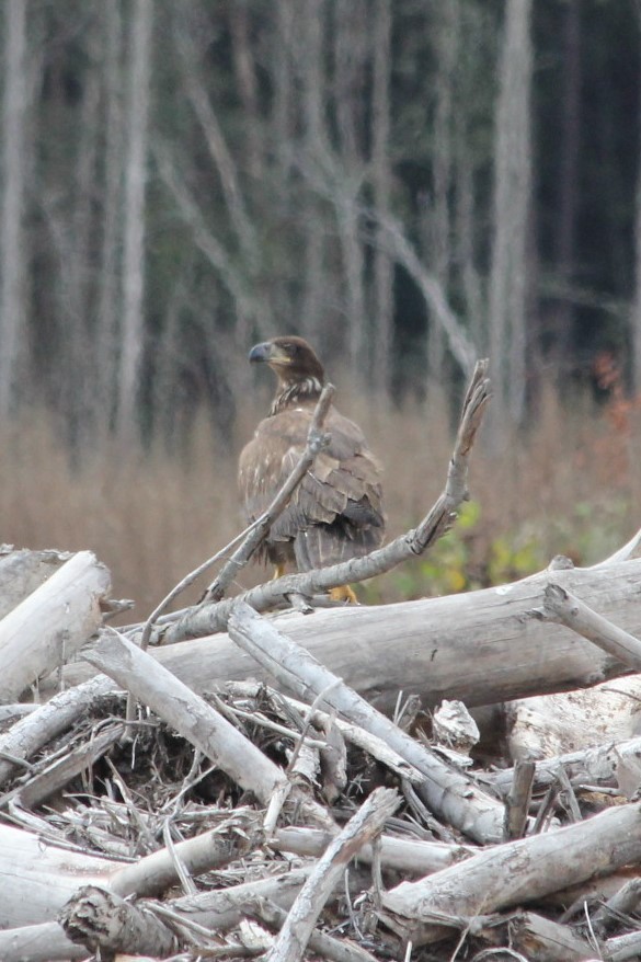 Bald Eagle - Kerri Kipp