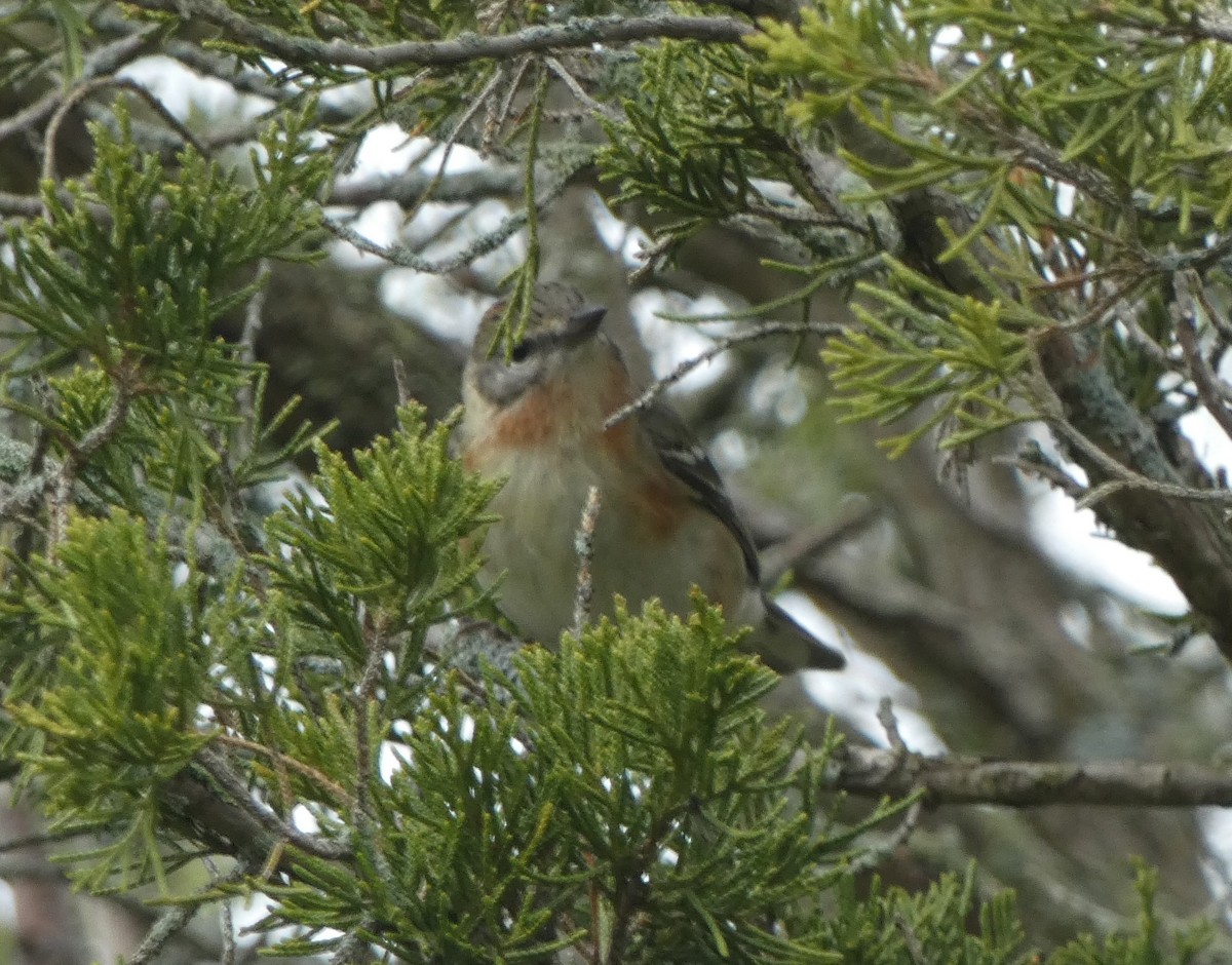 Bay-breasted Warbler - ML619259545