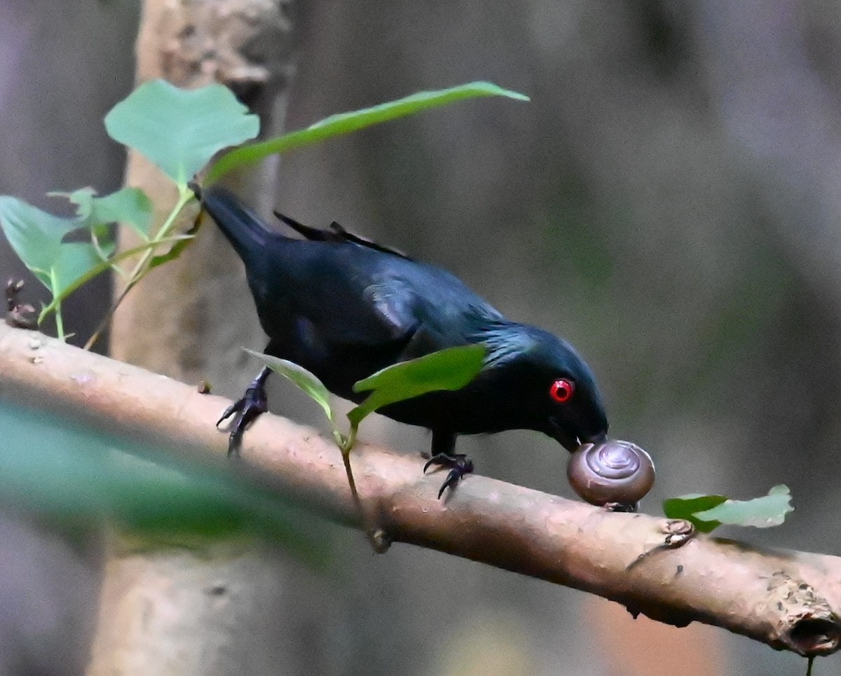 Asian Glossy Starling - Jade Neo