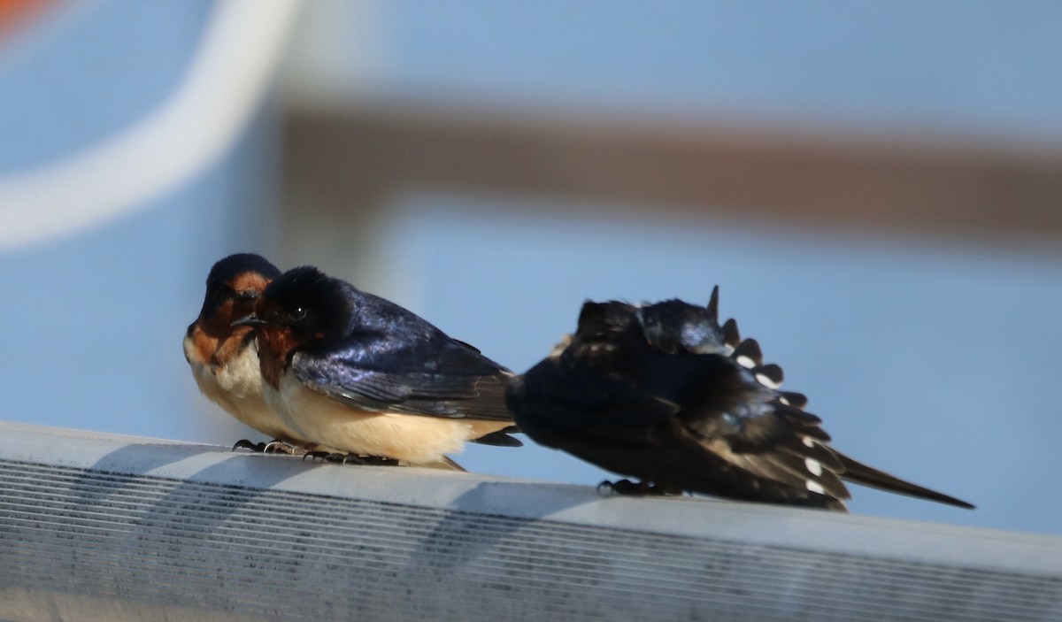 Barn Swallow (American) - Kelly Krechmer