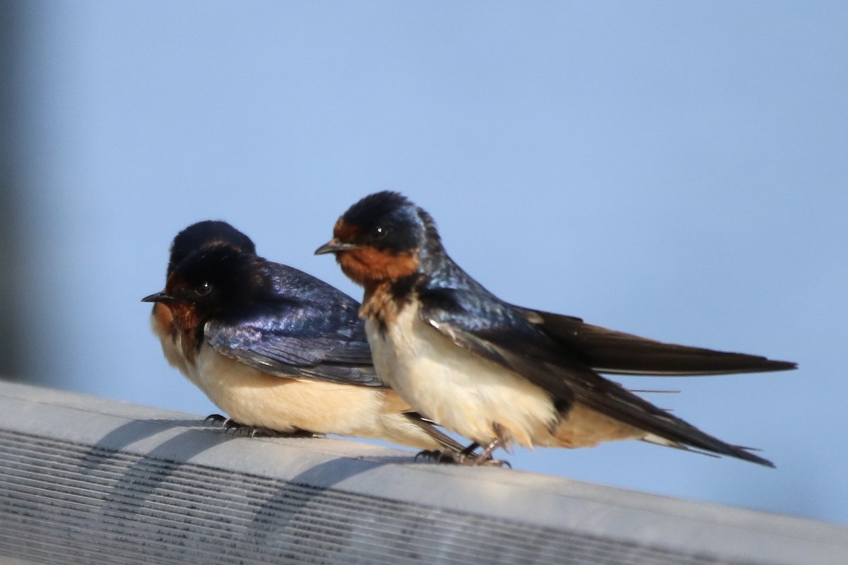 Barn Swallow (American) - Kelly Krechmer