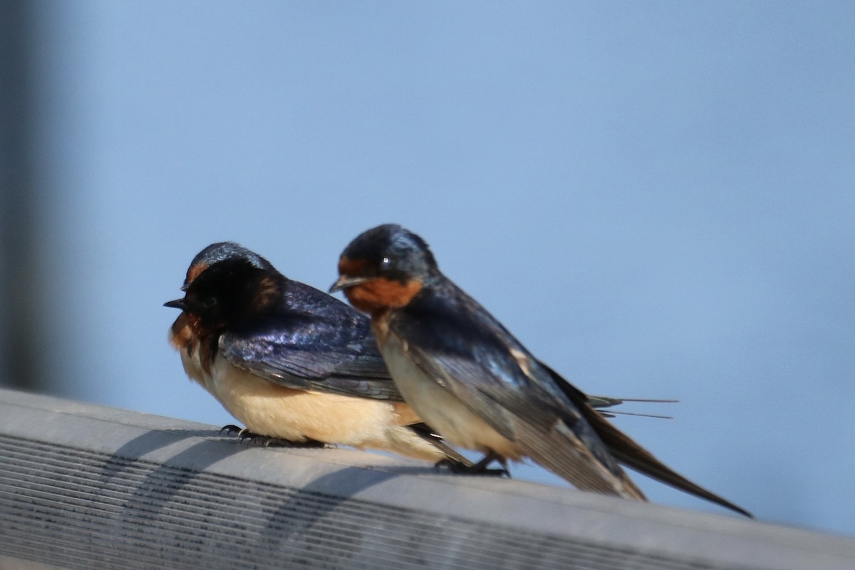 Barn Swallow (American) - Kelly Krechmer