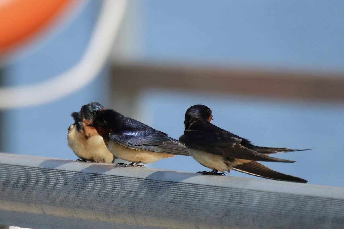 Barn Swallow (American) - Kelly Krechmer