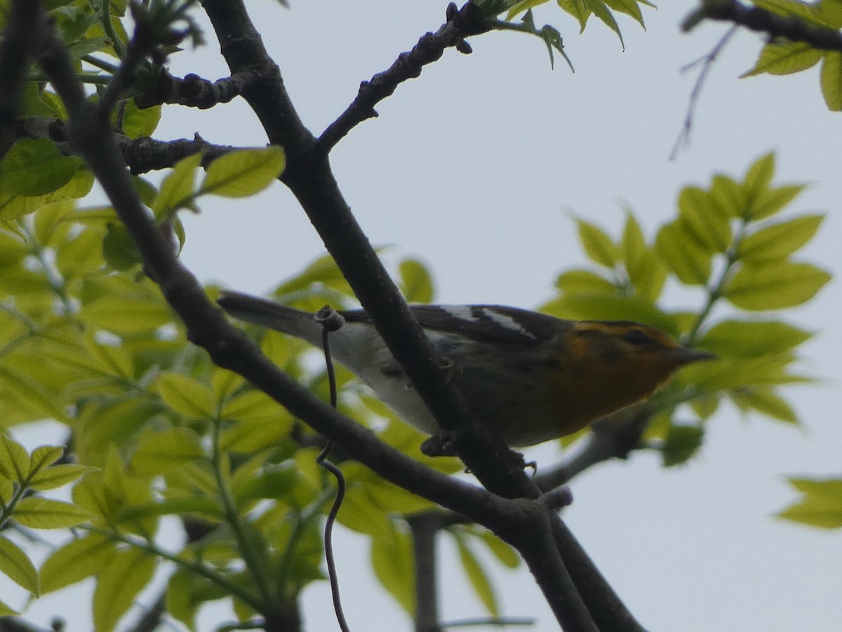 Blackburnian Warbler - ML619259572