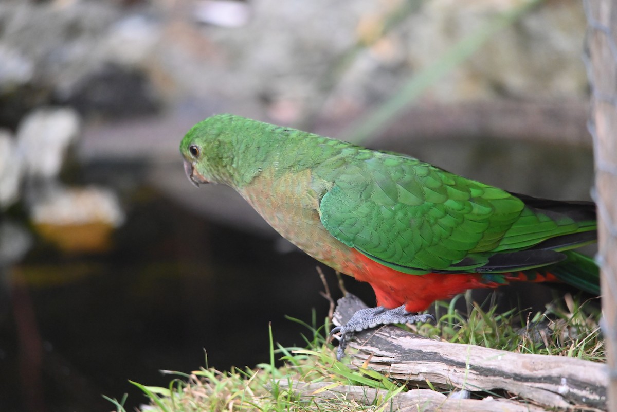 Australian King-Parrot - Nic Swinton