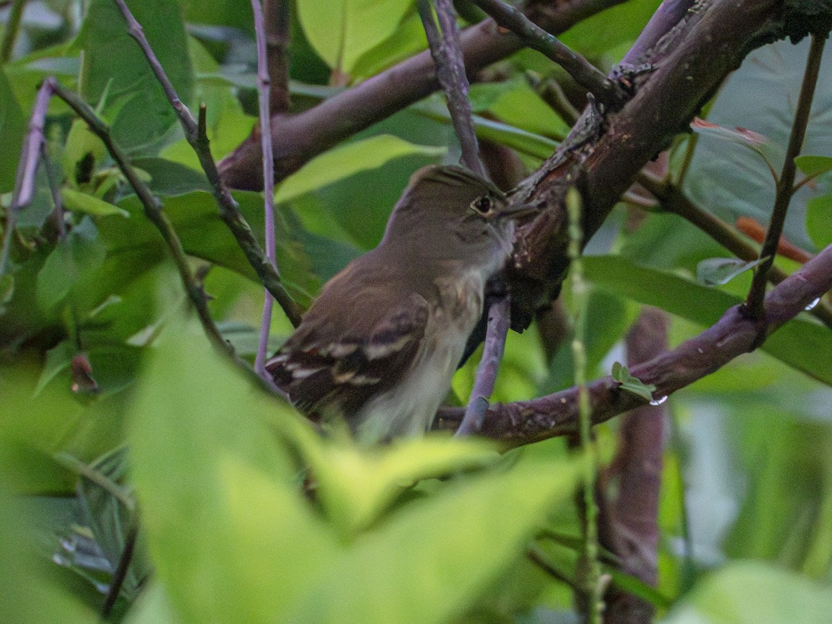 Alder Flycatcher - Andrew Hamlett