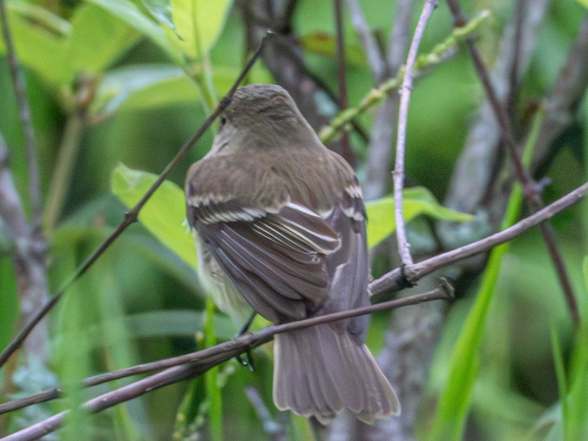 Alder Flycatcher - Andrew Hamlett