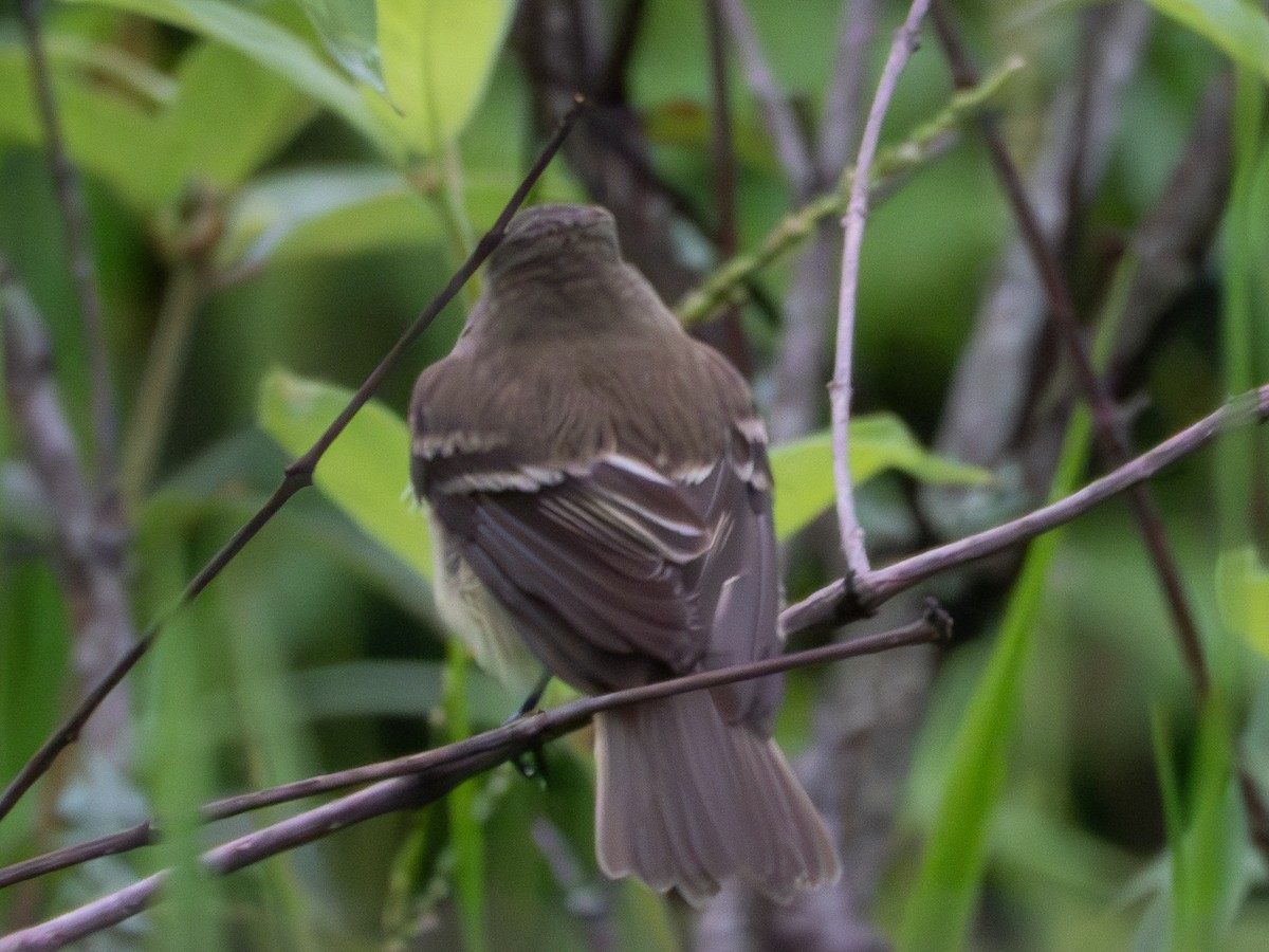 Alder Flycatcher - Andrew Hamlett