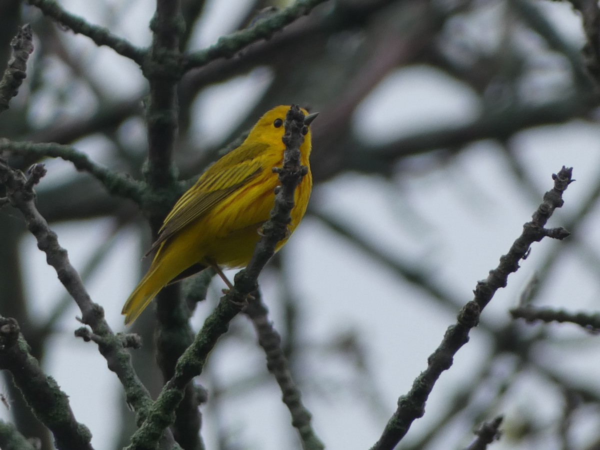 Yellow Warbler - ML619259591