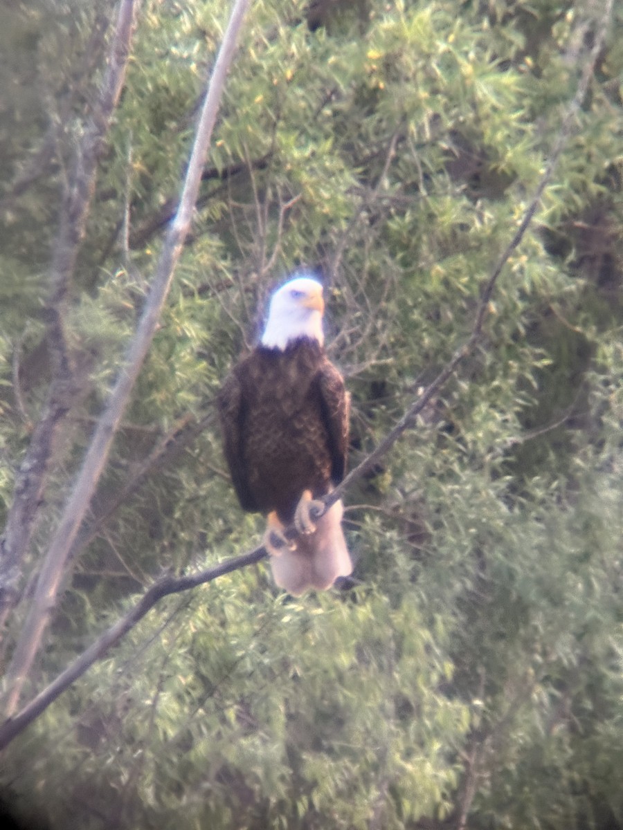 Bald Eagle - Gang Chu