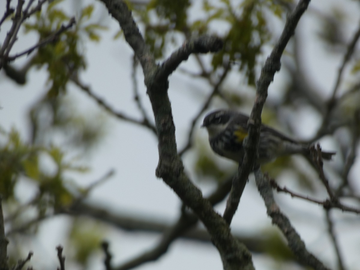 Yellow-rumped Warbler - ML619259609