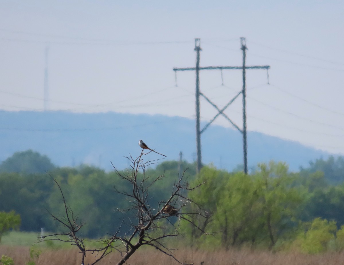 Scissor-tailed Flycatcher - ML619259613