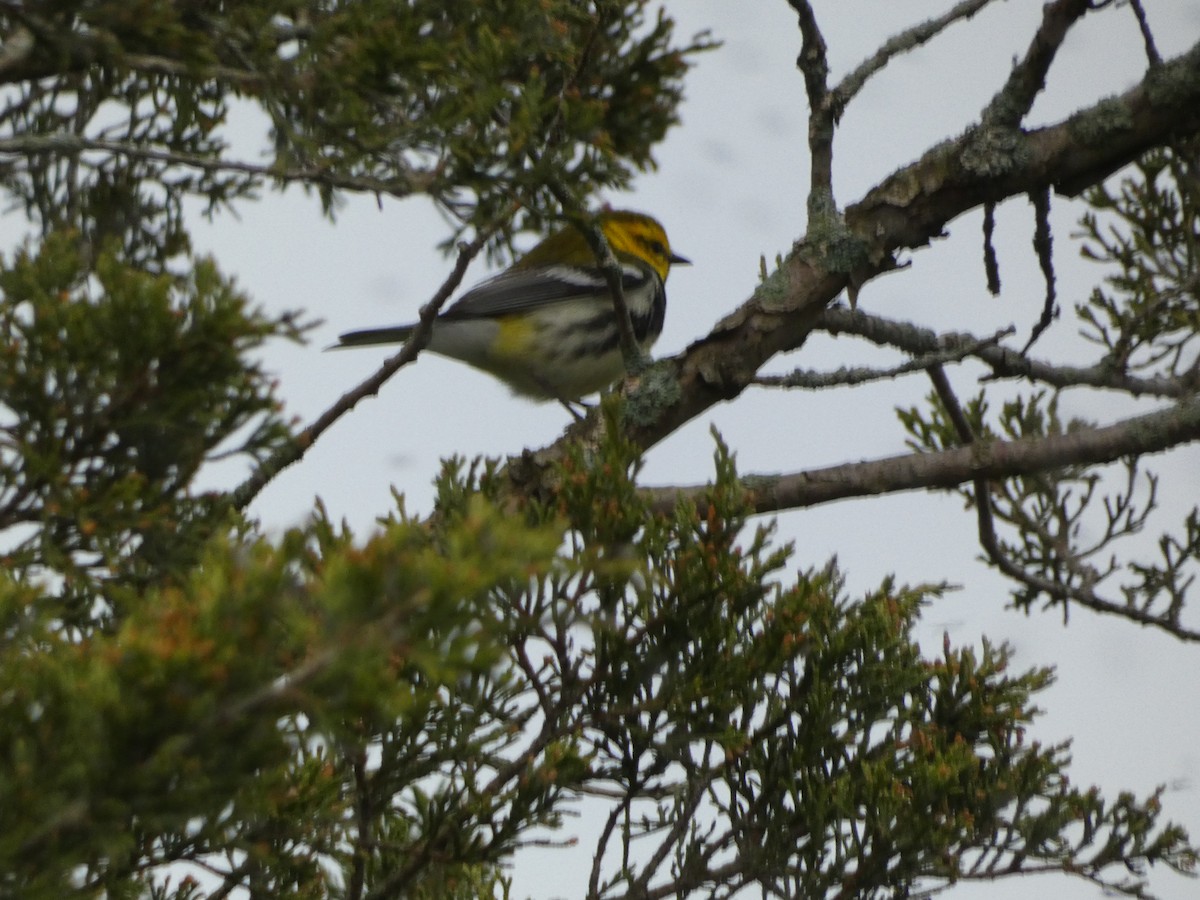 Black-throated Green Warbler - ML619259627