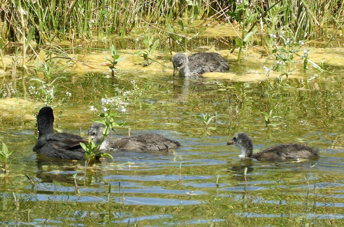 American Coot - Becky Kitto