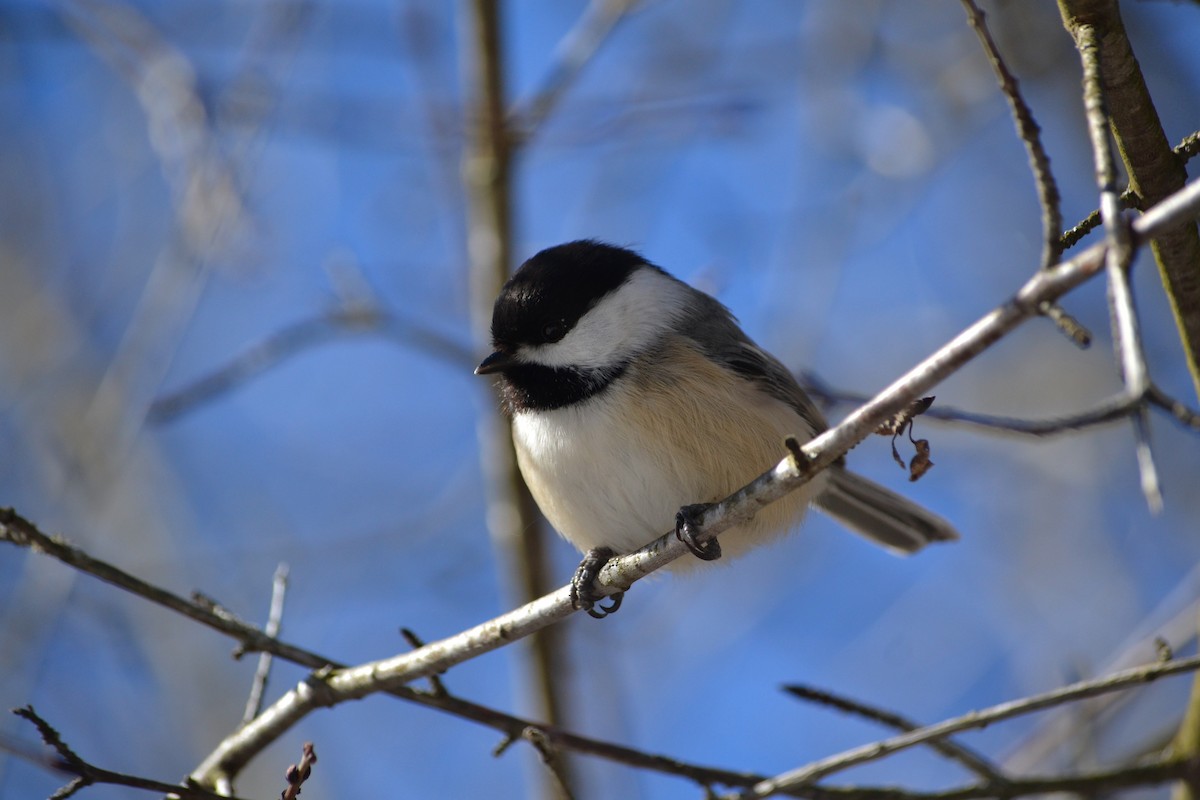 Black-capped Chickadee - Sarah Bonnett