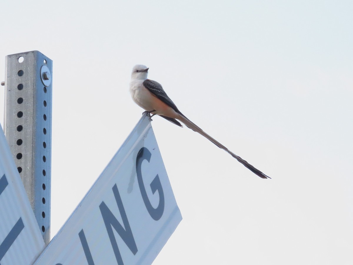 Scissor-tailed Flycatcher - Teresa Noel