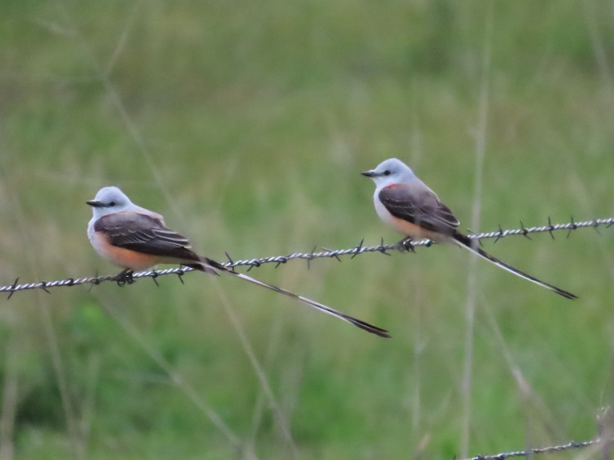 Scissor-tailed Flycatcher - ML619259642