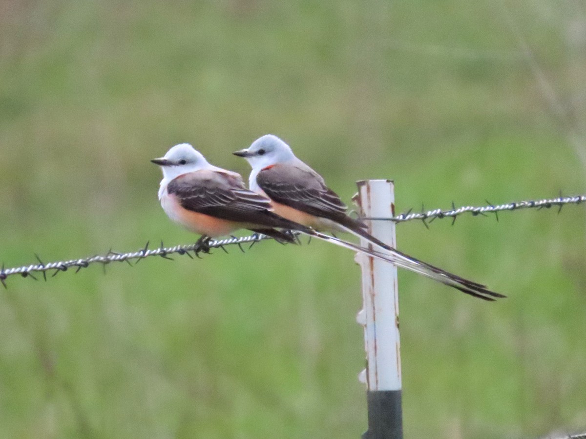 Scissor-tailed Flycatcher - ML619259643