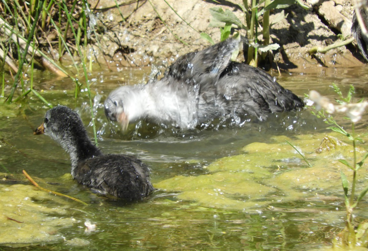 American Coot - Becky Kitto