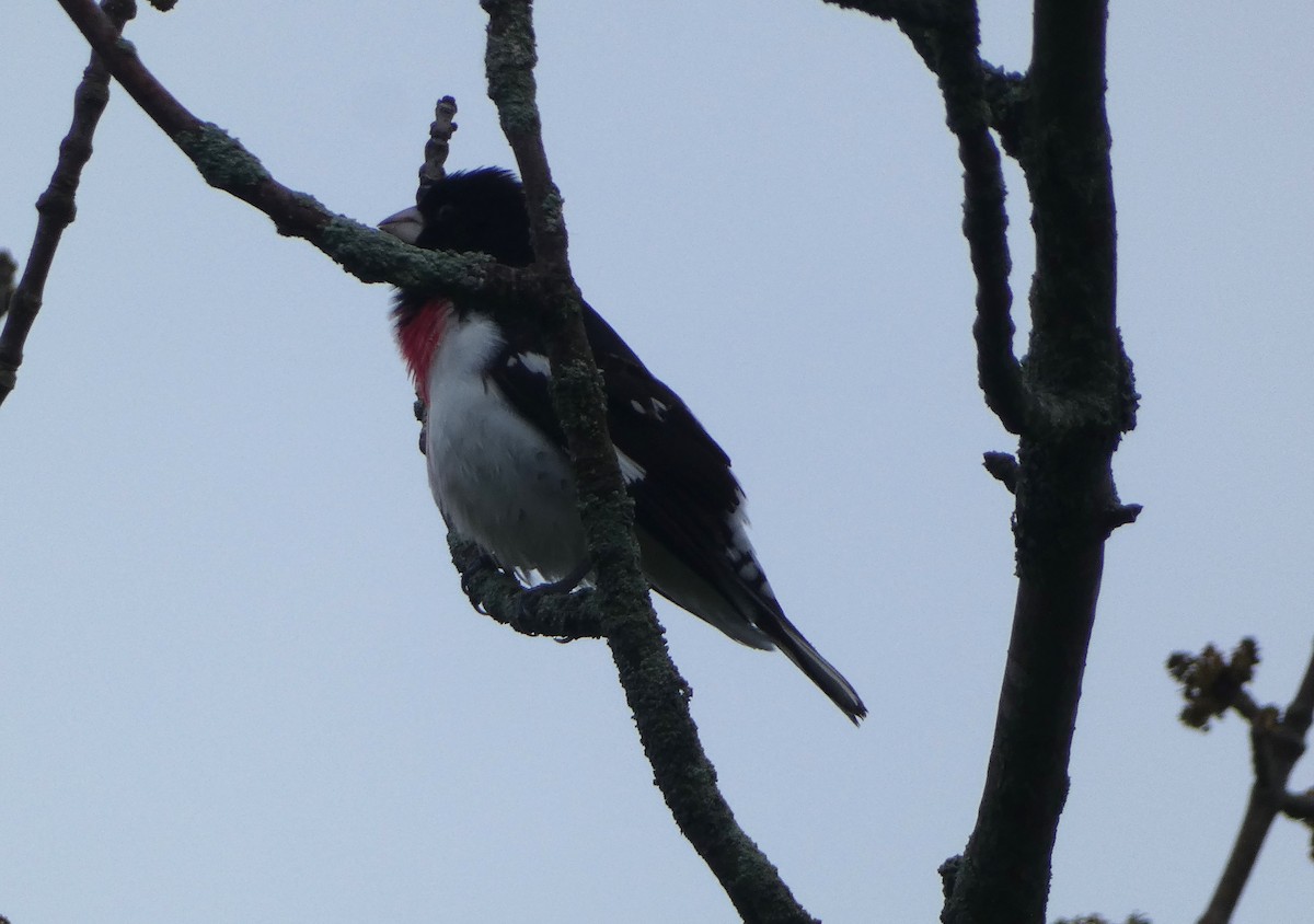 Rose-breasted Grosbeak - ML619259647